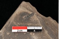 Foto (Detailansicht) von Alnus kefersteinii Goeppert (NHMW-GEO-2024-0188-0738)
